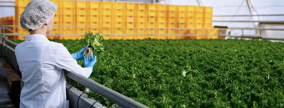 Cómo implementar un sistema eficaz de gestión de calidad alimentaria 